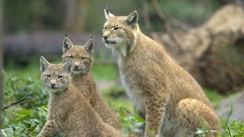 Eurasian Lynx With Cubs screenshot