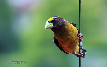 Evening Grosbeak screenshot