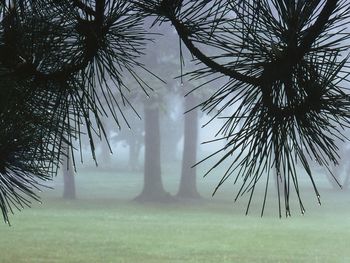 Evergreens In Morning Fog screenshot