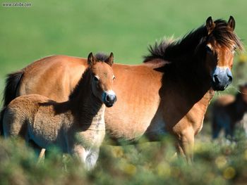 Exmoor Pony And Foal screenshot