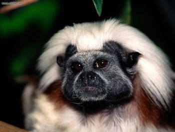 Face Only Mom Could Love Cottontop Tamarin screenshot