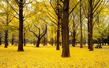 Fall Ginkgo Trees Autumn Japan screenshot