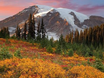 Fall In Paradise, Mount Rainier National Park screenshot