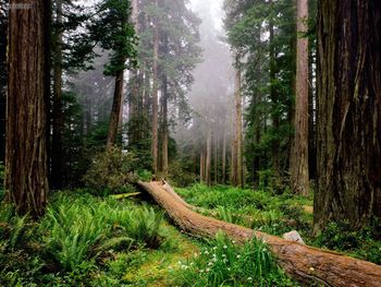 Fallen Nurse Log Redwood National Park California screenshot