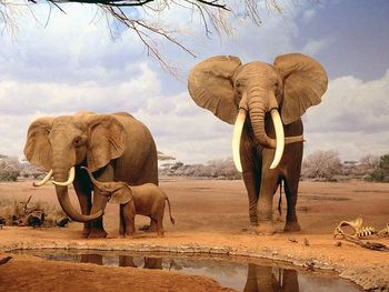 Family Asian Elephant screenshot