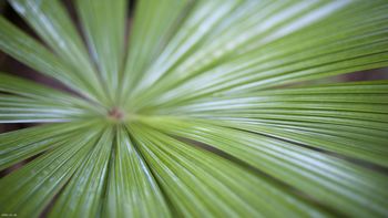 Fan Palm Leaf screenshot