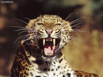 Fangs Amur Leopard screenshot