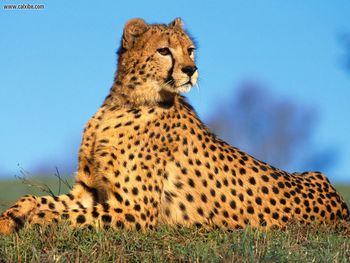 Fast Predator Cheetah screenshot