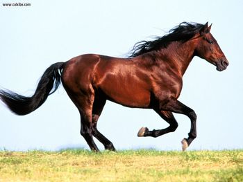 Favority Andalusian Stallion screenshot