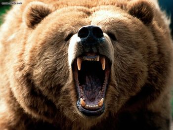 Feeling Grizzly screenshot