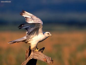 Feels Good To Stretch Gyrfalcon screenshot