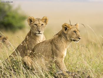 Female Lion Cubs Masai Mara Kenya Africa screenshot