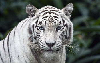 Female While Tiger screenshot