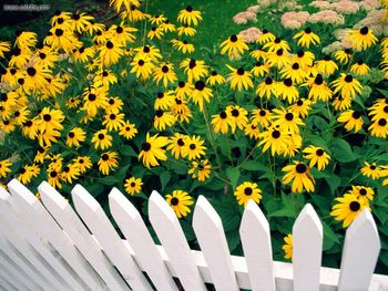Fence Line Splendor Orange Coneflowers screenshot
