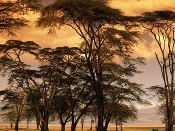 Fever Trees At Sunset, Africa screenshot