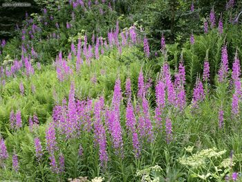 Field Of Fireweed Alaska screenshot