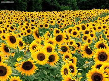 Field Of Sunflowers Kentucky screenshot