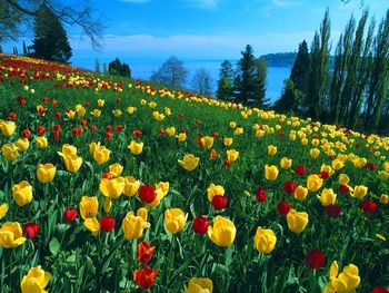 Field of Tulips Germany screenshot