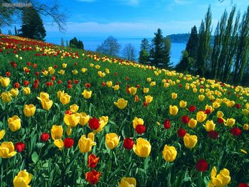 Field Of Tulips Island Of Mainau Germany screenshot
