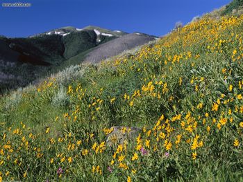 Fields Of Gold Montana screenshot