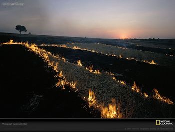 Fire Cleared Field screenshot