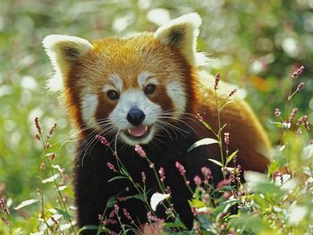 Firefox, Red Panda screenshot