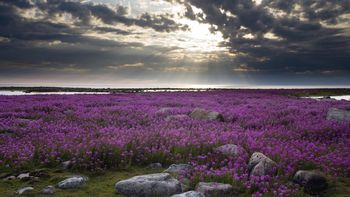 Fireweed, Hudson Bay, Canada screenshot