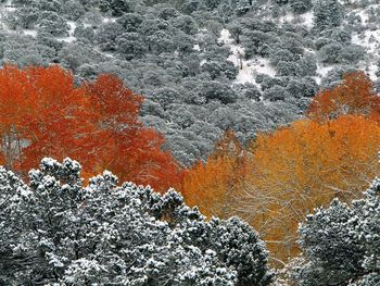 First Snow Fall Aspen Trees screenshot