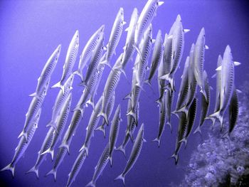 Fish Steam screenshot