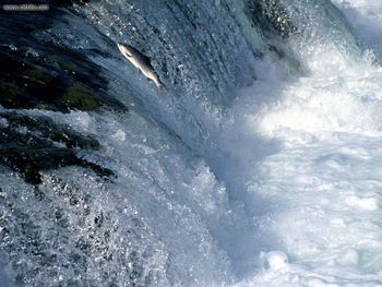 Fish Swimming Upstream Salmon Alaska screenshot