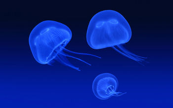 Floating Jellyfish screenshot
