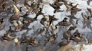 Flock Of Mallards screenshot