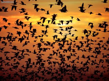 Flocking Together Geese New Mexico screenshot