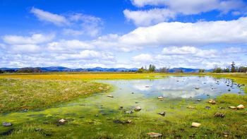 Flooded Field screenshot