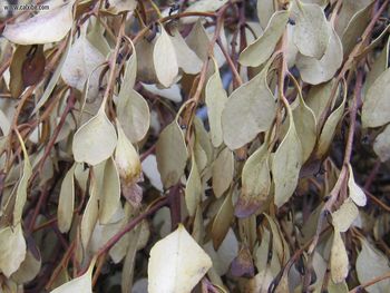 Flora Dry Leaves screenshot