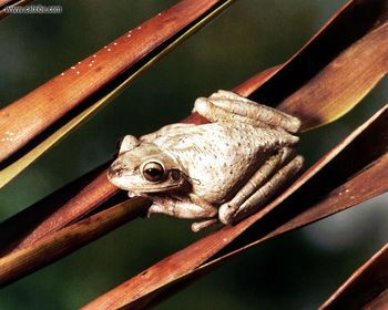 Florida Cuban Treefrog screenshot