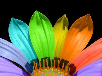 Flower Color Petals screenshot