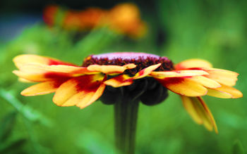 Flower Detail screenshot