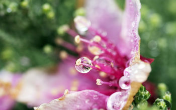 Flower Droplets screenshot
