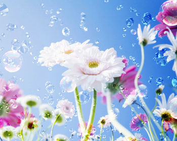 Flower Drops Sky screenshot