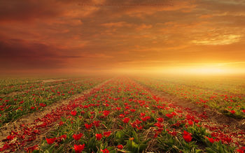 Flower Fields screenshot