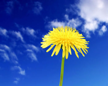 Flower in Blue Sky screenshot