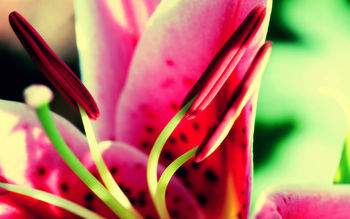 Flower Nature screenshot