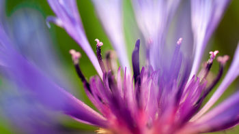 Flower of Purple screenshot