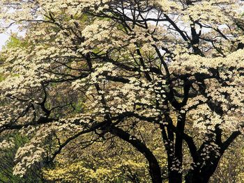 Flowering Dogwood In Spring Kentucky screenshot