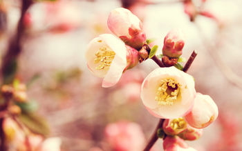 Flowering Quince screenshot