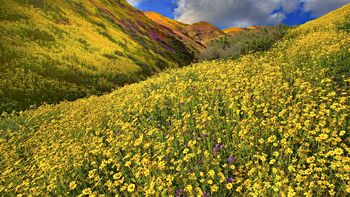 Flowers, Carrizo Plain National Monument, California screenshot
