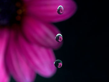 Flowers in Drops screenshot