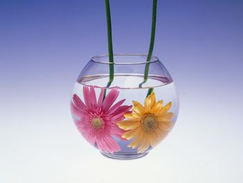 Flowers in Water screenshot