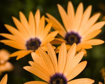 Flowers screenshot